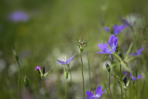Blue spreading bellflower (Campanula patula) blooming in a green meadow, copy space, selected