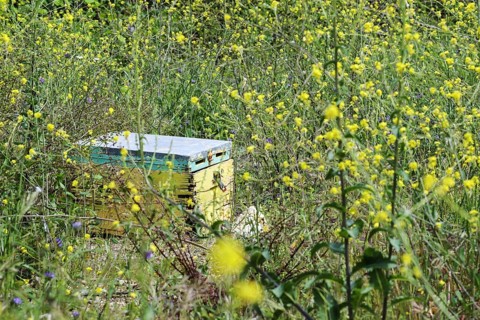 Old beehive with peeling paint on a meadow with yellow wildflowers, copy space, selected focus