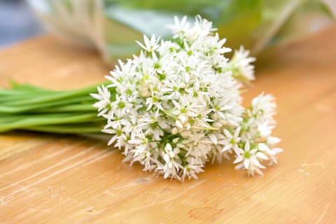 White flower bouquet of wild garlic or ramsons (Allium ursinum) on a wooden cutting board, used in