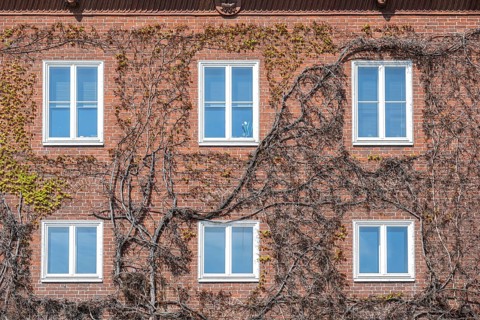 House facade built in red brick architecture with white windows, overgrown with wild vine with the