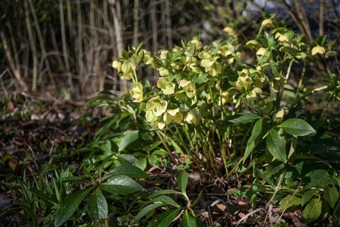 Christmas rose plant (Helleborus niger) with lime green yellow flowers growing in a cottage garden,