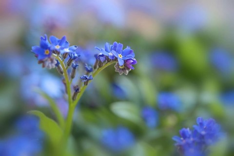 Blooming Forget-me-not (Myosotis) in the garden, blue flowers against a green background, romantic