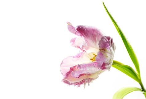 Open pink vintage parrot tulip with yellow pollen, waterdrops and green leaves, beautiful flower