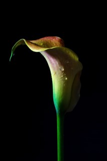 Calla lily (Zantedeschia) in the dark, sculptural flower head in green, yellow and red shaped like