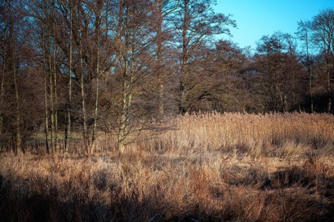 Bog landscape in the forest at the end of winter with brown reeds and bare alder trees in northern