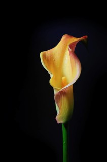 Yellow orange Calla lily (Zantedeschia), the flower head is shaped like a narrow funnel around the