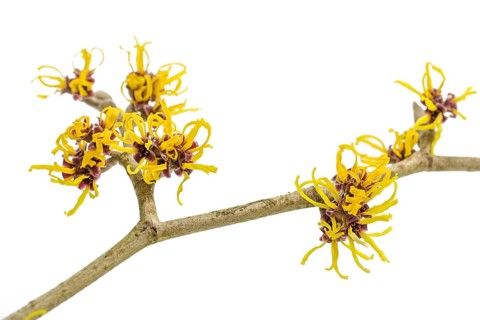 Yellow flowers on a blooming witch hazel branch (Hamamelis) isolated on a white background,