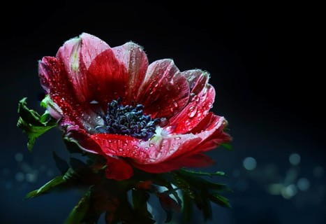 Red anemone flower with water drops after rain against a black background with blurred dark blue