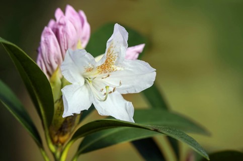 White flower and pink bud of an azalea shrub, genus Rhododendron, blooming in spring, natural green