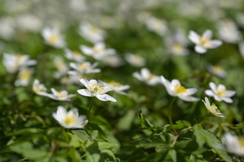 Blooming white wood anemone (Anemonoides nemorosa) like a spring carpet on the forest floor in