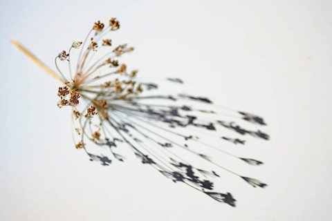 Dry dill umbel with seeds casting a shadow on a gray white background, abstract art playing with