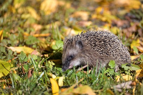 Hedgehog (Erinaceus europaeus) on a meadow with autumn leaves looking for food before winter,