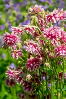 Columbine (Aquilegia) variety Barlow Pink, North Rhine-Westphalia, Germany, Europe