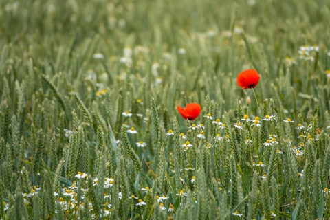 Poppy flower (Papaver rhoeas) and camomile, Münsterland, North Rhine-Westphalia, Germany, Europe