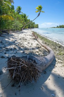 Coconut palm (Cocos nucifera), broken palm trunk lying on the shore, Tetiaroa, atoll, Marlon Brando