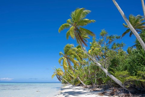 Coconut palm (Cocos nucifera), beach scene, Tetiaroa, atoll, Marlon Brando Island, French