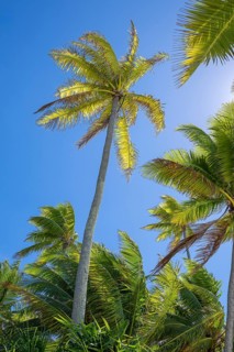 Coconut palm (Cocos nucifera), Tetiaroa, Atoll, Marlon Brando Island, French Polynesia, Society