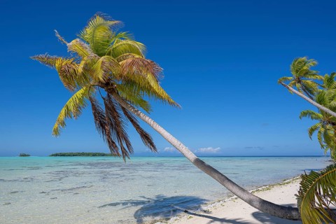 Coconut palms (Cocos nucifera) growing towards the lagoon, behind them 2 motus, Tetiaroa, Atoll,