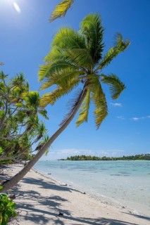Coconut palm (Cocos nucifera) against the light, behind it a motu, Tetiaroa, Atoll, Marlon Brando