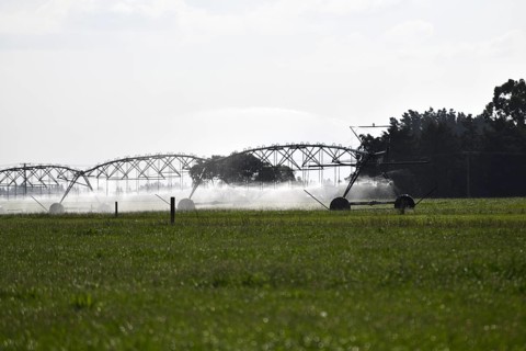 Irrigation sprinklers water dairy pasture in Canterbury, New Zealand, Oceania