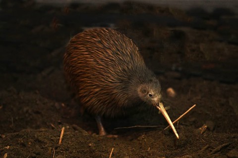 The North Island brown kiwi, Apteryx mantelli, is the most common kiwi, with about 35, 000