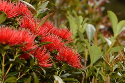 Flowers of New Zealand Southern Rata brighten the day for visitors to the Otira Gorge in Arthurs