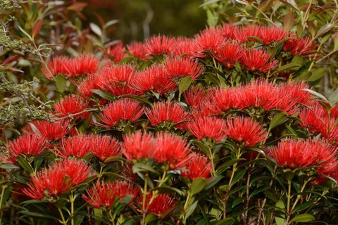 Flowers of New Zealand Southern Rata brighten the day for visitors to the Otira Gorge in Arthurs