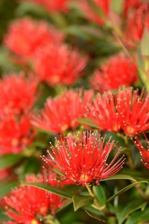 Flowers of New Zealand Southern Rata brighten the day for visitors to the Otira Gorge in Arthurs