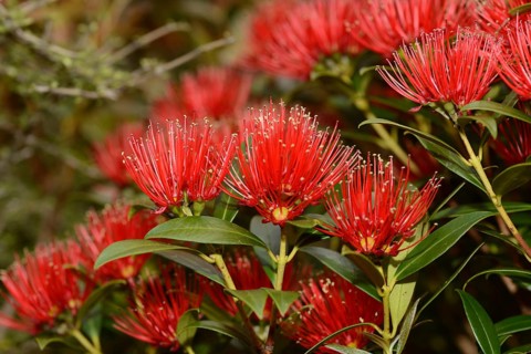 Flowers of New Zealand Southern Rata brighten the day for visitors to the Otira Gorge in Arthurs