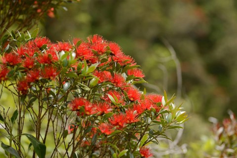 Flowers of New Zealand Southern Rata brighten the day for visitors to the Otira Gorge in Arthurs