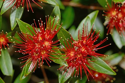 Flowers of New Zealand Southern Rata brighten the day for visitors to the Otira Gorge in Arthurs