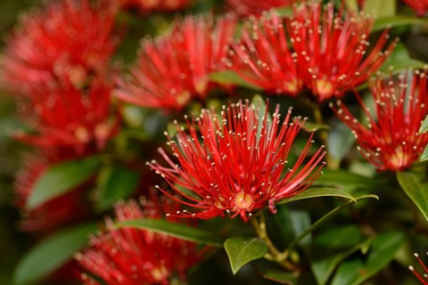 Flowers of New Zealand Southern Rata brighten the day for visitors to the Otira Gorge in Arthurs