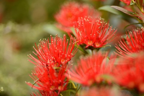 Flowers of New Zealand Southern Rata brighten the day for visitors to the Otira Gorge in Arthurs
