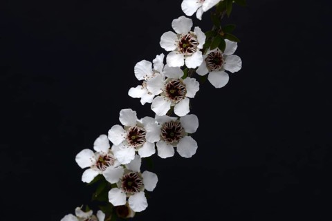 Flowers of New Zealand manuka, Leptospermum scoparium, against a black background