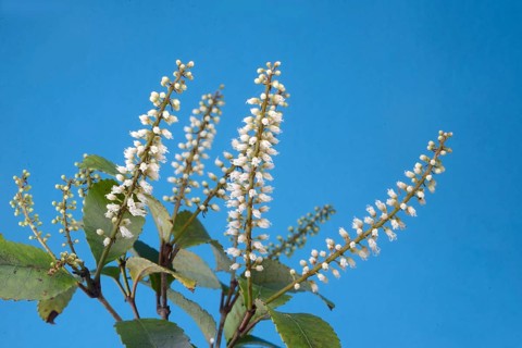 Flowers of New Zealand Weinmannia racemosa, commonly called kÄmahi, an evergreen small shrub to