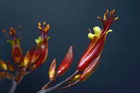 Flowers of New Zealand swamp flax, Phormium tenax, against a grey background