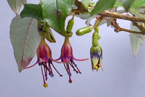 Flowers of New Zealand tree fuchsia, Fuchsia excorticata, (kotukutuku) against a white background