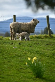 Spring lambs and sheep in a paddock of daffodils near Ikamatua, West Coast, New Zealand, Oceania