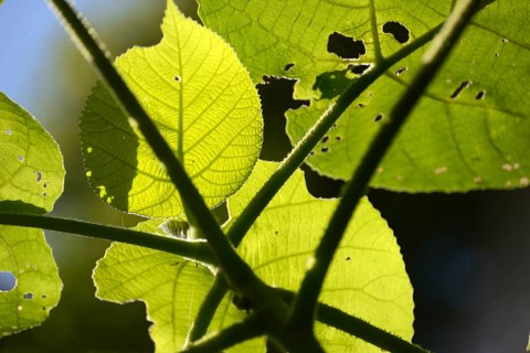 Backlighting on leaves of the fearsome giant stinging tree, Dendrocnide excelsa, also called