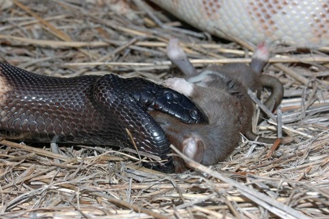 Australian black headed python, Aspidites melanocephalus, extends its jaws to swallow a black rat,