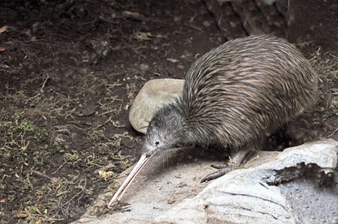 North Island brown kiwi, Apteryx australis, foraging for worms