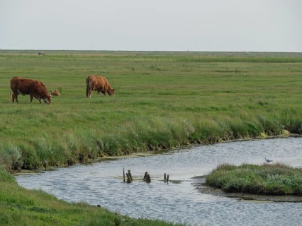 Cows grazing peacefully next to a river while a bird rests on the bank, Hallig Hooge,