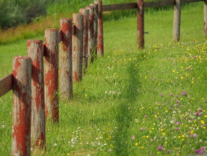 A weathered wooden fence stands in a meadow with blooming wildflowers, Hallig Hooge,