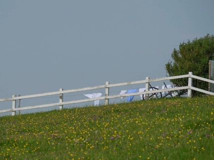 A white fence along a flowering meadow with hanging laundry in the background, Hallig Hooge,