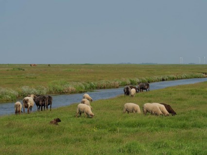 Sheep and cows grazing peacefully next to a small river in a meadow, Hallig Hooge,