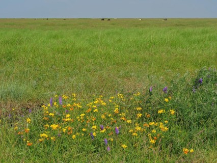 Colourful wildflowers blooming on a wide green meadow, Hallig Hooge, Schleswig-Holstein, Germany,