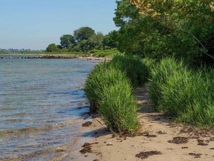 A quiet beach with tall tufts of grass and trees along the water, Flensburg, SChleswig-Holstein,