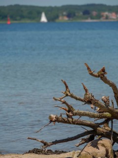 Close-up of driftwood on the lakeshore with a sailing boat and calm water in the background in