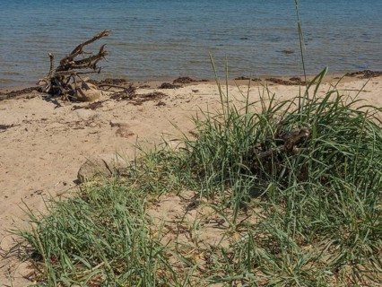 A sandy beach with tufts of grass and driftwood on the shore of a calm sea, Flensburg,