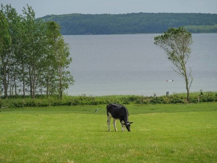 Black and white cow grazing on a green meadow near a lake under a slightly cloudy sky, Glücksburg,